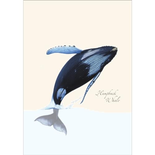 Image of Earth Sky + Water - Breaching Humpback Notecard Set - 8 Blank Cards with Envelopes