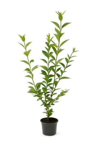 5 Wintergrüner Liguster Atrovirens 100-125cm im 3L Topf | Heckenpflanze – immergrün & winterhart – schnellwachsend & pflegeleicht | Sichtschutzhecke für Garten – deutsche Baumschulqualität