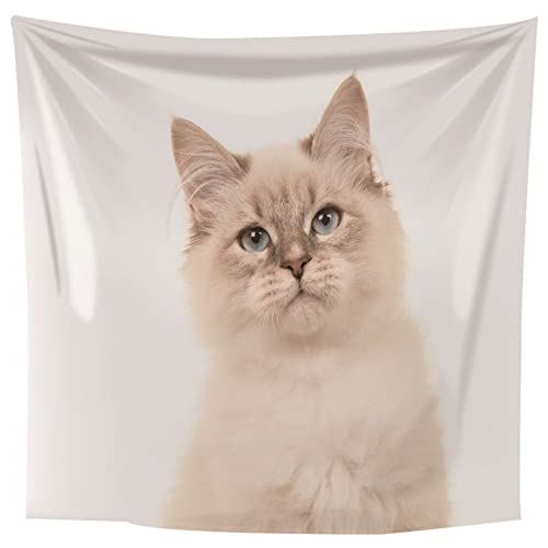 Tissu pour couvertures Isdreem chat mignon 300x250cm avec tenture murale