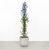 Garden Center shop by VM