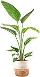 Costa Farms White Bird of Paradise Live Plant in Decorative Pot, Large Indoor Houseplant, Perfect for Home, Room, or Office Decor, Great House Warming or Birthday Gift, 2-3 Feet Tall