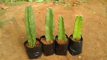 Image of Dragon Fruit Tree Plant Combo Pack of 3, Medium Size, Live Hybrid Dragon Fruit Plants for Home Garden, Terrace & Outdoor Gardening