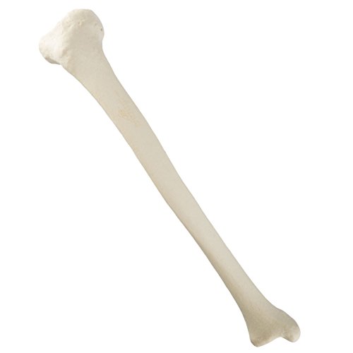 Image of 3B Scientific 1019602 Orthobones Standard Right Tibia Bone Model