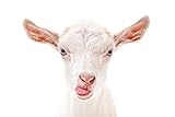 Cute Goat Face Tongue Sticking Out Funny Farm Animal Closeup Portrait Photo Silhouette Nature White Fur Cool Wall Art Print Poster 12x18