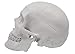 hBARSCI Human Skull Model - Medical Quality - 3 Parts with Removable Calvaria & Articulated Mandible - Anatomy Skull, Plastic Skull Replica, Life Size Skull