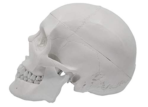 Image of Eisco Labs Model, Human Skull, with Movable jaw