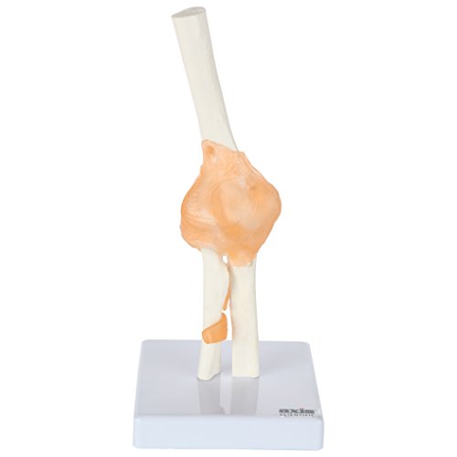 Image of Axis Scientific Flexible Elbow Model, Life-Size Flexible Elbow Joint with Realistic and Soft Ligament Anatomy, Includes Base for Display and Interaction, Detailed Product Manual