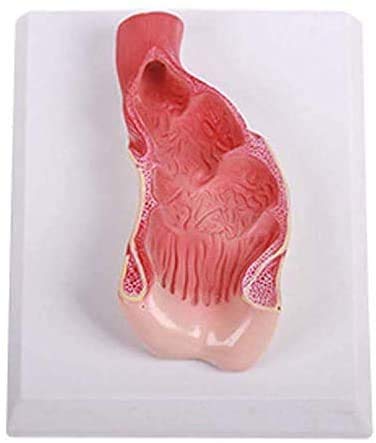 Modelo del Canal Anal y Recto - Médico Recto Modelo - El Modelo Educativo practicante del Canal Anal y Recto - el Apoyo a la formación médica, Equipos de Laboratorio