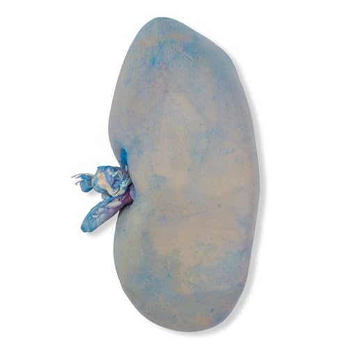 Carolina's Perfect Solution Pig Kidney, Double Color Injected