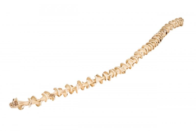 NaDeco Bananen Stiel Gebleicht ca. 25-35cm weißer Deko Zweig Deko AST getrockneter Bananenstiel