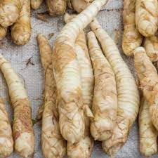 VENUS-ONLINE Arrow root (koova kizhangu) herb rare plant ideal for kitchen garden - 1 plant