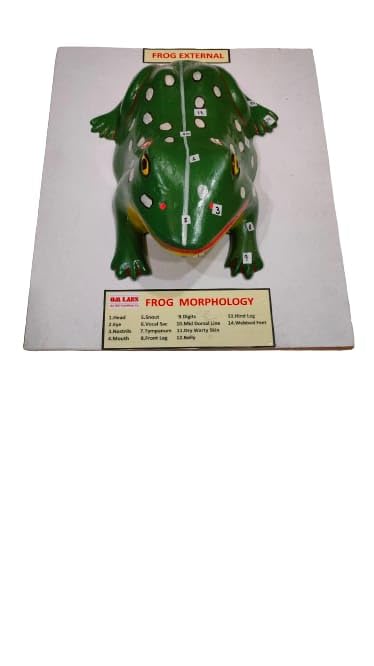 Frog External On Board Brand OM Labs-picture-28