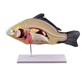 Fish Dissection Model, Removable 3 Parts Internal Organs Skeleton Anatomy Model, Marine Organism Anatomical Tool for Animal Biological Teaching Education Display