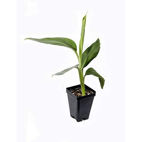 "Goldfinger" Dwarf Banana Plant TreeRare - Fhia-01 - Goldfinger Desert Banana Cover