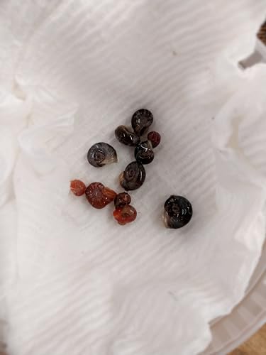 Bugs and More Store 20+ Freshwater Live Ramshorn Snails for