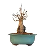 Trident-Ahorn Bonsai auf Fels – Acer buergerianum – Wurzel-über-Stein Stil – Outdoor Bonsai – Einzigartiges Naturkunstwerk