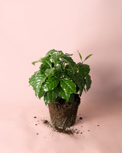 Planta del Café Arábica M | Plantas Naturales | Pur Plant