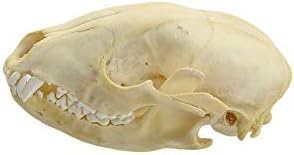 Real Raccoon Skull 4-5" Taxidermy Specimen