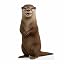 Otter