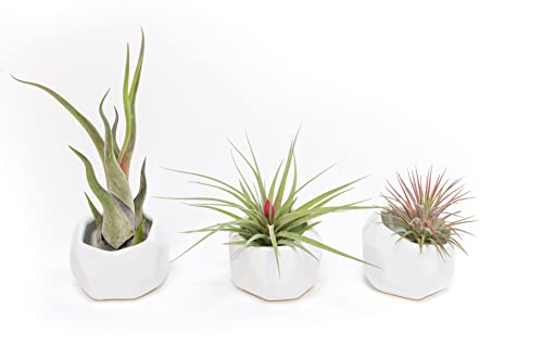 Air Plant Shop White Geometric Holder Sets of 3 with Mixed Air Plants- Wholesale and Bulk - Succulents - Live Tillandsia - Easy Care Indoor and Outdoor House Plants