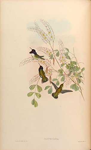 Impression d'art oiseau Calypte John Gould grand tableau decoration murale salon