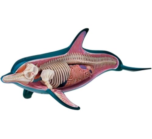 Modèle anatomique Dolphin 4D pour aider les enfants à aimer la science