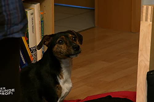 Provozierende Hera / Bellender Jimmy