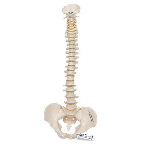 Image of 3B Scientific A18 /20 Mini Vertebral Column Flexible-No Stand - 3B Smart Anatomy
