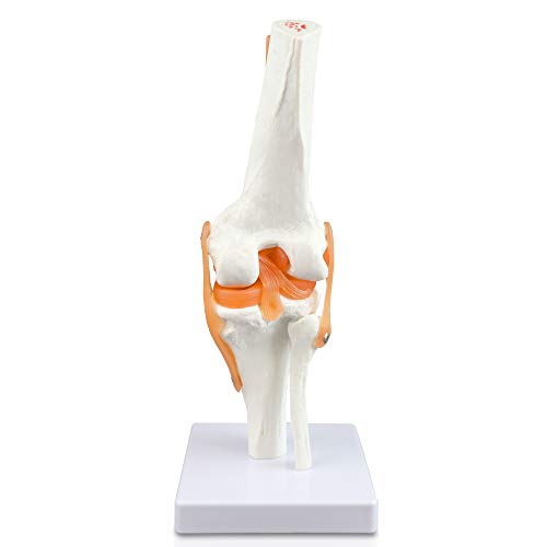 Image of B10212 Knee Joint Model, 4.5 inch Height, 4.5 inch Wide, 11 inch Length