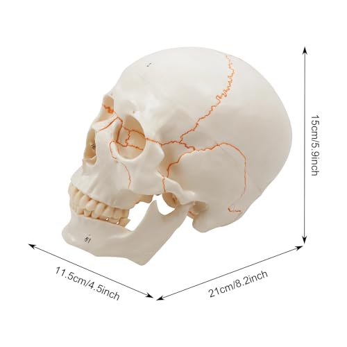 Image of Human Skull Anatomy Model, Life Size Detachable 3 Part with 54 Laser Etched Numbered Parts, Skull Model for Medical Students