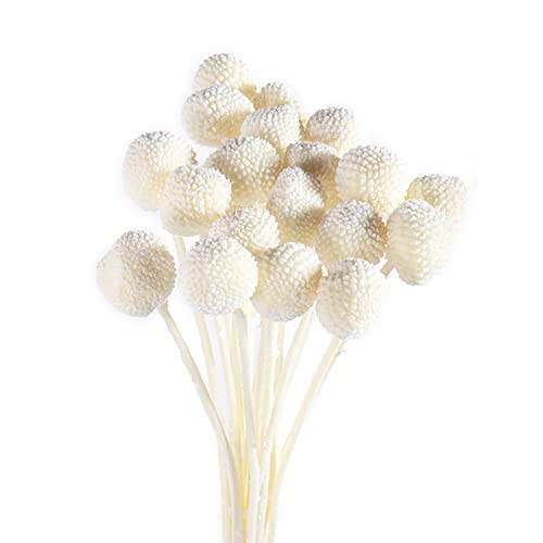 20 Flores Secas Naturales Billy Balls Amarillas miniatura 1