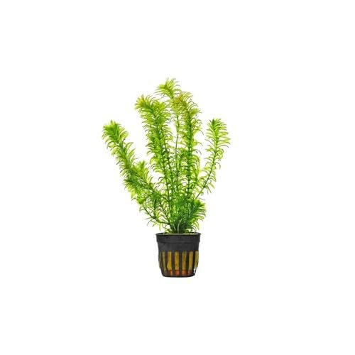 CANTON AQUATICS Anacharis Egeria Densa in 2 Inch Pot Live Aquarium Plants - Freshwater - Low-Medium Light
