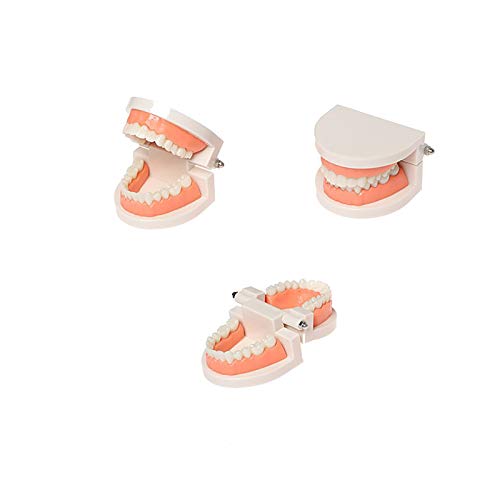 Standard Teeth Model, YOUYA DENTAL Kids Dental Teaching Study Supplies Adult Standard Typodont Demonstration Teeth Model(Without Wisdom Teeth) - Thumbnail 5