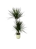 Trendyplants Dracaena Marginata - 120 cm - Ø21 cm incluyendo elho Vibes Fold redondo blanco Ø22 cm x 20 cm