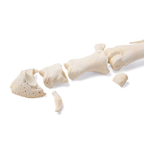 Image of 3B Scientific GmbH T30069 Mammal Metatarsal Bones, Disarticulated