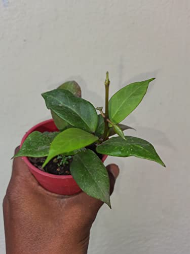 Image of greEen earth Hoya Sunrise Wax Plant porcelain flower 1 Small Live Plant