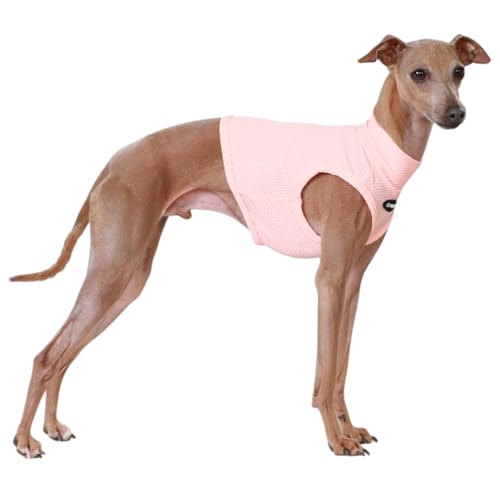 D DOGGY STAR C^O ڐG⊴ Ђ N[ bV Nbvh ^ ^ ^  hbM[X^[ (CfBsN, M)