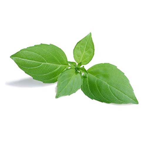 Citroenbasilicum - kruidenzaad - Afbeelding 4