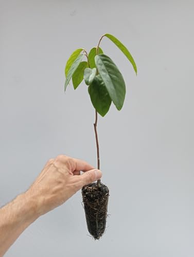Ouro Verde, 2 Mudas de Araticum-da-mata - Annona sylvatica