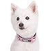 Blueberry Pet Soft & Safe 3M Reflective Neoprene Padded Adjustable Dog Collar - Baby Pink Pastel, Large, Neck 18