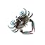 Blue Crab