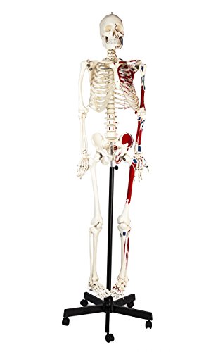 Image of Human Skeleton Model, Full Size - Half Painted Muscles - Rod Mounted - Incredible Detail for Anatomical Study - Eisco Labs