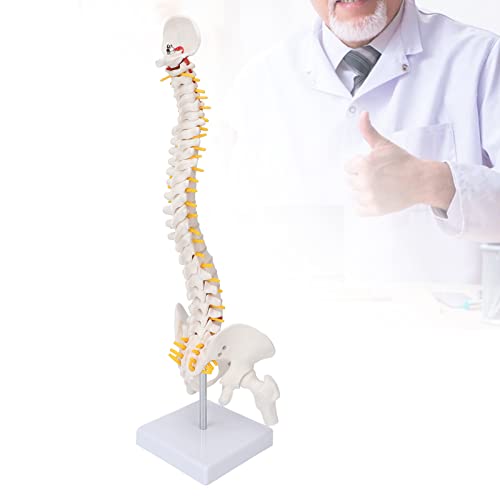 Colonne vertébrale anatomique flexible 45 cm avec vertèbres de la queue