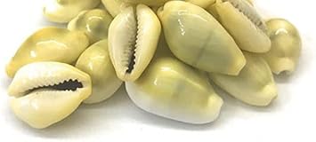 IS4A Natural Yellow Cowrie Sea Shells Laxmi (Lakshmi) Kaudi Conch (21 Piece) Laxmi and Diwali Pooja Article