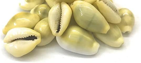 IS4A Natural Yellow Cowrie Sea Shells Laxmi (Lakshmi) Kaudi Conch (21 Piece) Laxmi and Diwali Pooja Article
