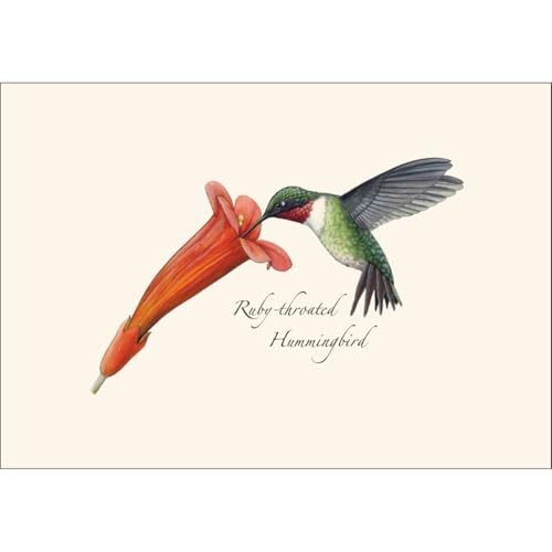 Image of Earth Sky + Water - Ruby-throated Hummingbird & Flower Notecard Set - 8 Blank Cards with Envelopes