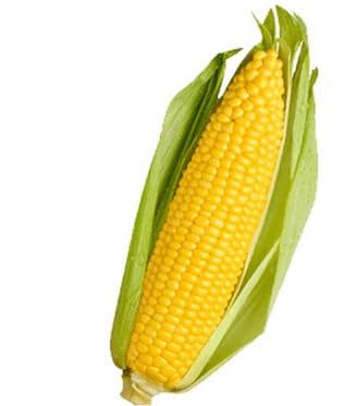 Fresh Organic Sweet Corn, American, 1 Piece-picture-18