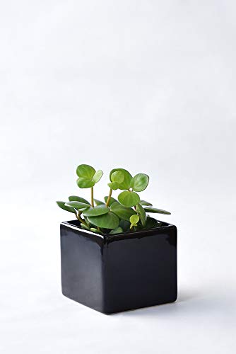 ϗtA { yy~AEz[v XNGA|bgiVCj[ubNj ~j ϗtA CeA O[y~j|bgEIׂA|bgz