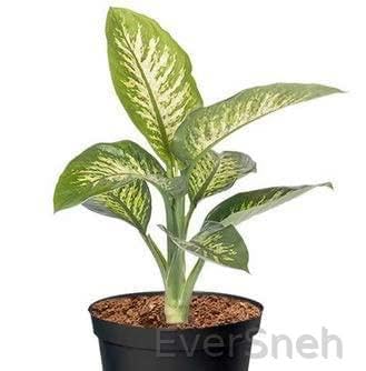 See full amazon price history chart for EverSneh Live Dieffenbachia decorative Indoor plant with 4 inch pot EverSneh Live Dieffenbachia decorative Indoor plant with 4 inch pot (B0BFBS31F5) Amazon Price History, Amazon Price Tracker