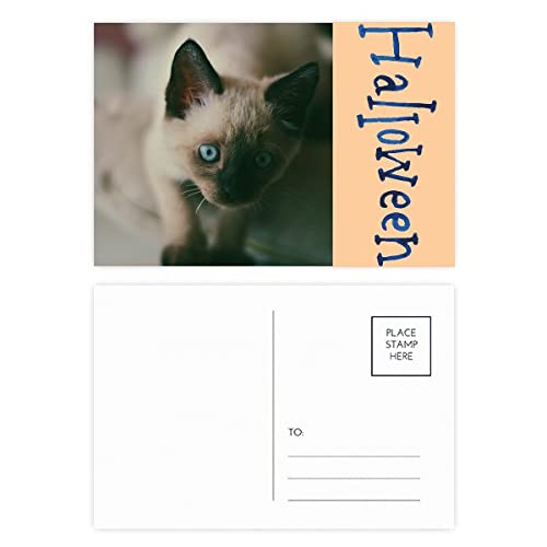 Cartes postales Halloween chaton gris lot de 20 sans plastique